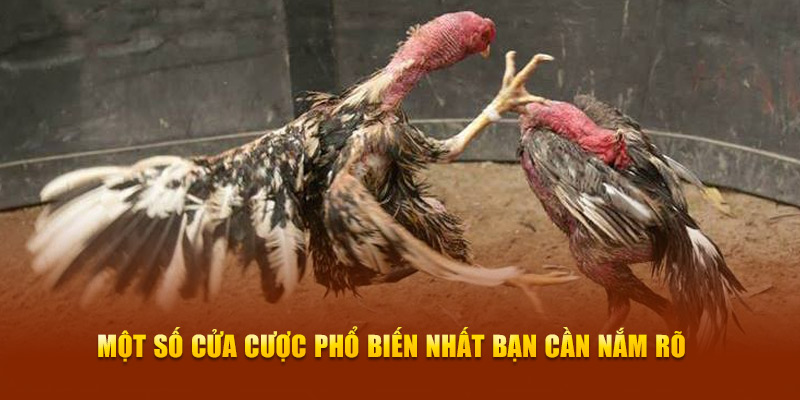 Một số cửa cược phổ biến nhất bạn cần nắm rõ