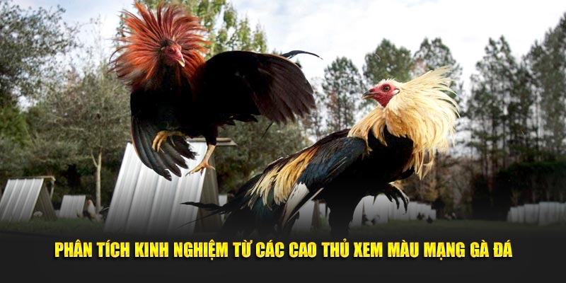 Phân tích kinh nghiệm từ các cao thủ xem màu mạng gà đá